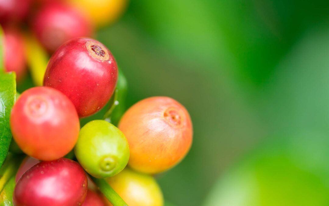 El Cinturón del Café: Descubriendo la Región de Producción de Café más Importante del Mundo